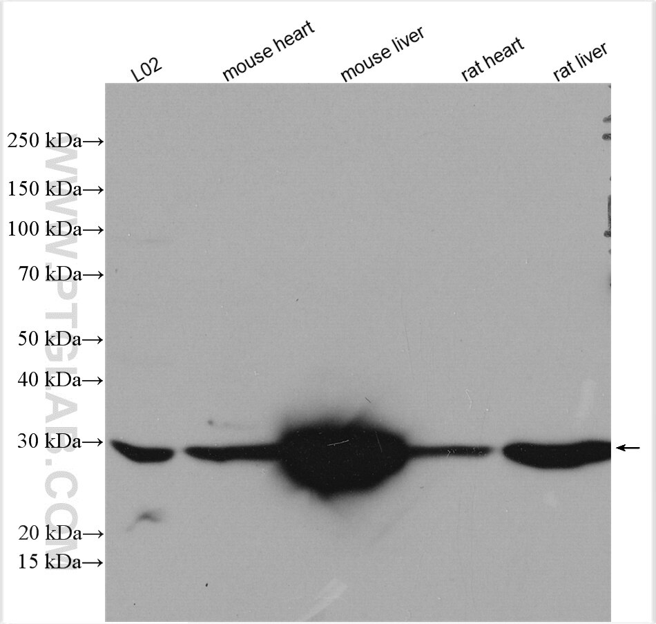 Western Blot (WB) analysis of various lysates using ASB13 Polyclonal antibody (25616-1-AP)