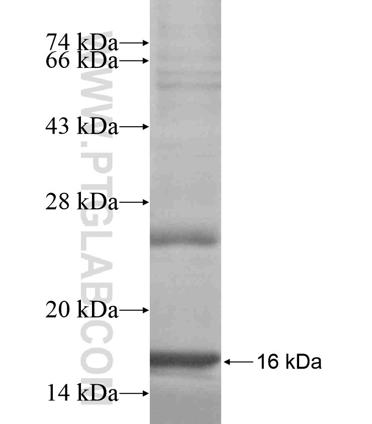 ASB14 fusion protein Ag18147 SDS-PAGE