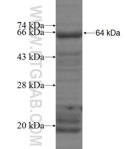 ASB2 fusion protein Ag6270 SDS-PAGE