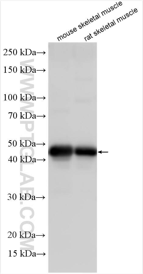 Western Blot (WB) analysis of various lysates using ASB5 Polyclonal antibody (24031-1-AP)