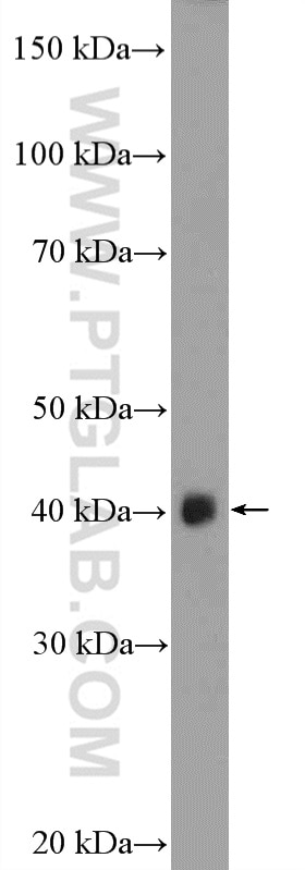Western Blot (WB) analysis of mouse skeletal muscle tissue using ASB5 Polyclonal antibody (24031-1-AP)