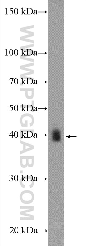 Western Blot (WB) analysis of mouse skeletal muscle tissue using ASB5 Polyclonal antibody (24031-1-AP)