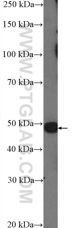 Western Blot (WB) analysis of L02 cells using ASB6 Polyclonal antibody (21449-1-AP)