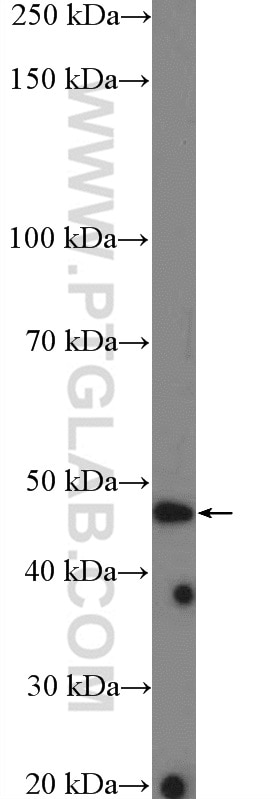 Western Blot (WB) analysis of HEK-293 cells using ASB6 Polyclonal antibody (21449-1-AP)