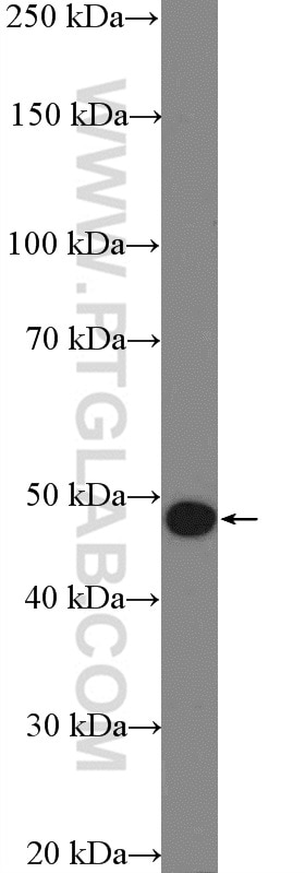 Western Blot (WB) analysis of L02 cells using ASB6 Polyclonal antibody (21449-1-AP)