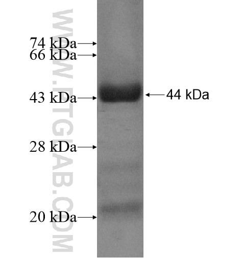 ASB6 fusion protein Ag13842 SDS-PAGE