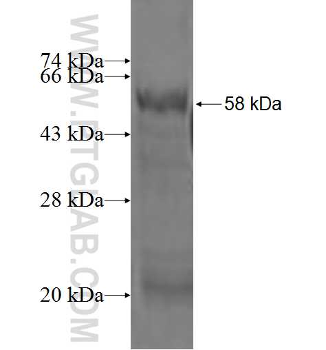 ASB8 fusion protein Ag2361 SDS-PAGE