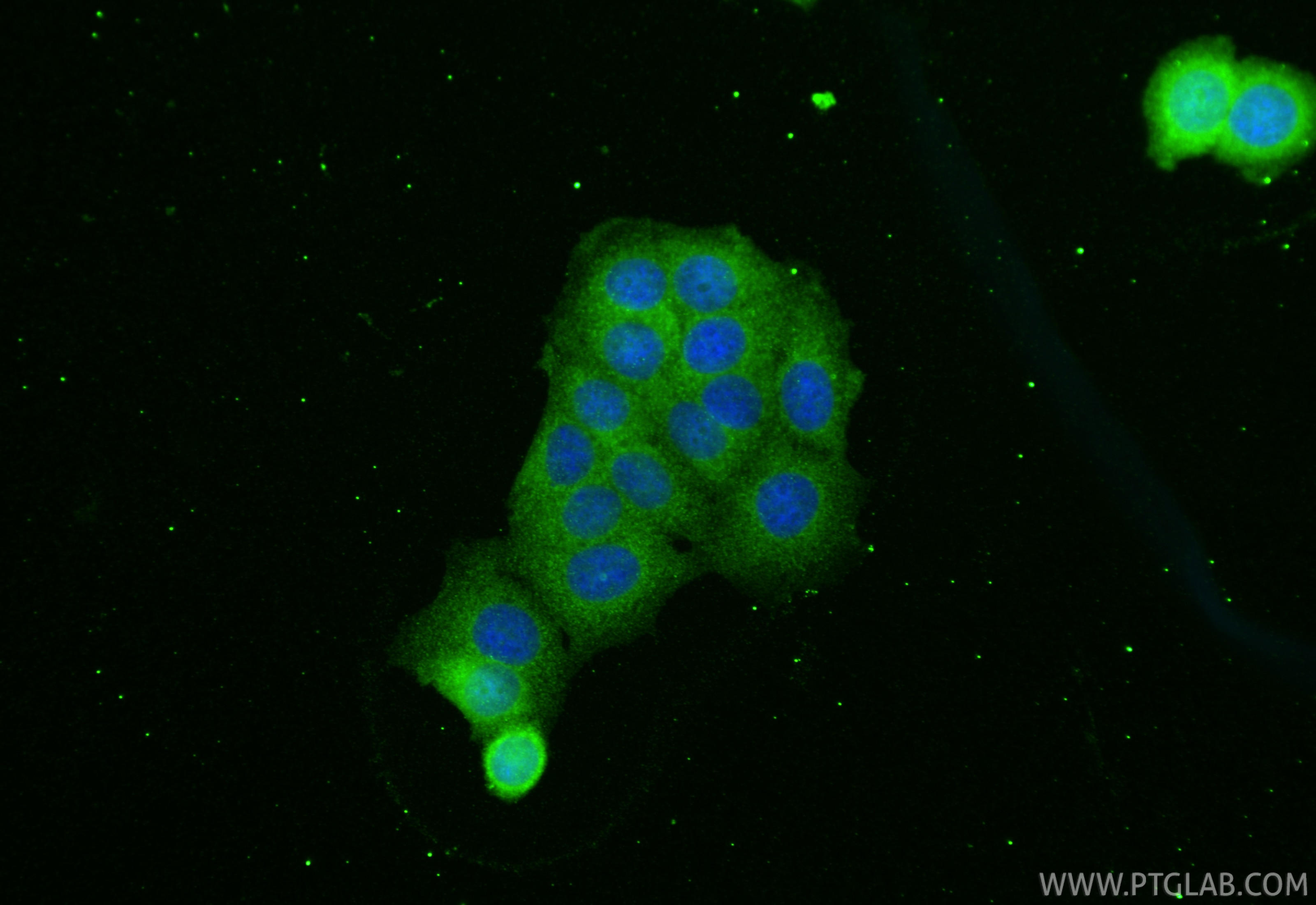 Immunofluorescence (IF) / fluorescent staining of MCF-7 cells using ASC/TMS1 Monoclonal antibody (67494-1-Ig)