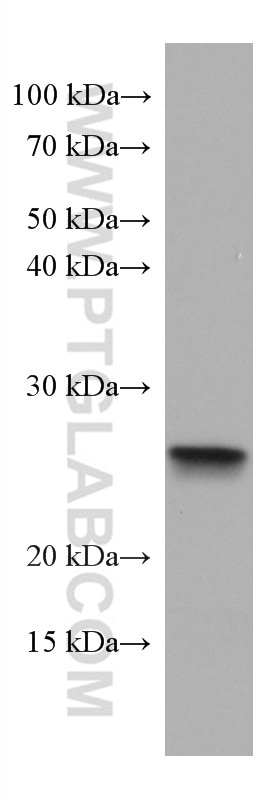 Western Blot (WB) analysis of THP-1 cells using ASC/TMS1 Monoclonal antibody (67494-1-Ig)