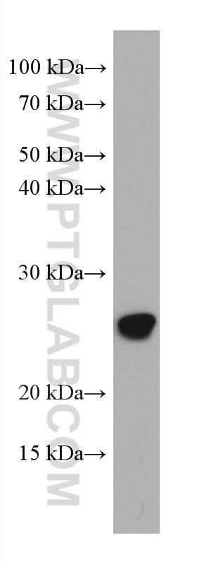 Western Blot (WB) analysis of HL-60 cells using ASC/TMS1 Monoclonal antibody (67494-1-Ig)