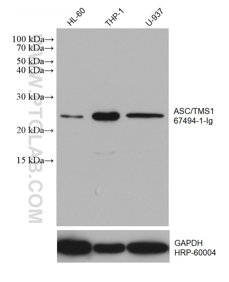 Western Blot (WB) analysis of various lysates using ASC/TMS1 Monoclonal antibody (67494-1-Ig)