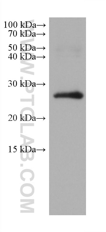Western Blot (WB) analysis of human placenta tissue using ASC/TMS1 Monoclonal antibody (67494-1-Ig)