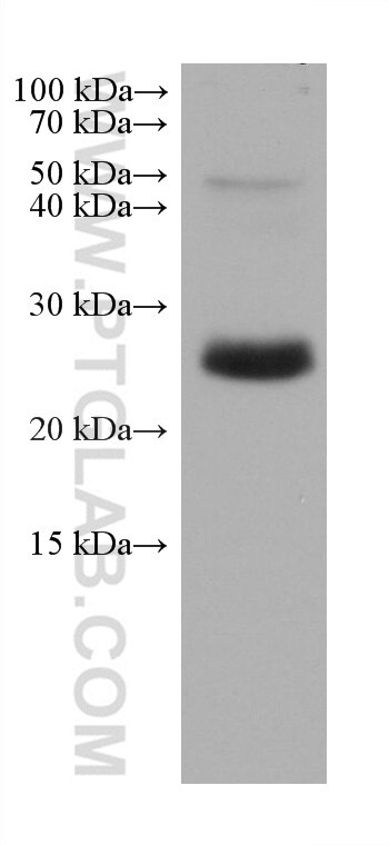 Western Blot (WB) analysis of rat spleen tissue using ASC/TMS1 Monoclonal antibody (67494-1-Ig)