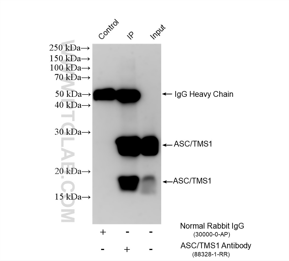 IP experiment of HL-60 using 88328-1-RR (same clone as 88328-1-PBS) Immunoprecipitation (IP) experiment of HL-60 cells using ASC/TMS1 Recombinant monoclonal antibody (88328-1-RR)