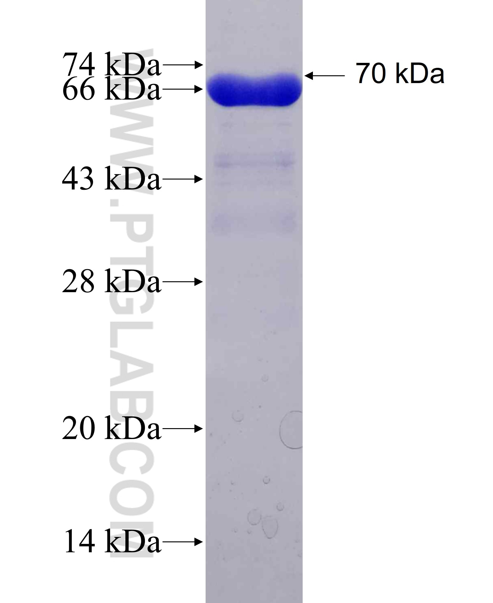 ASCC1 fusion protein Ag2946 SDS-PAGE