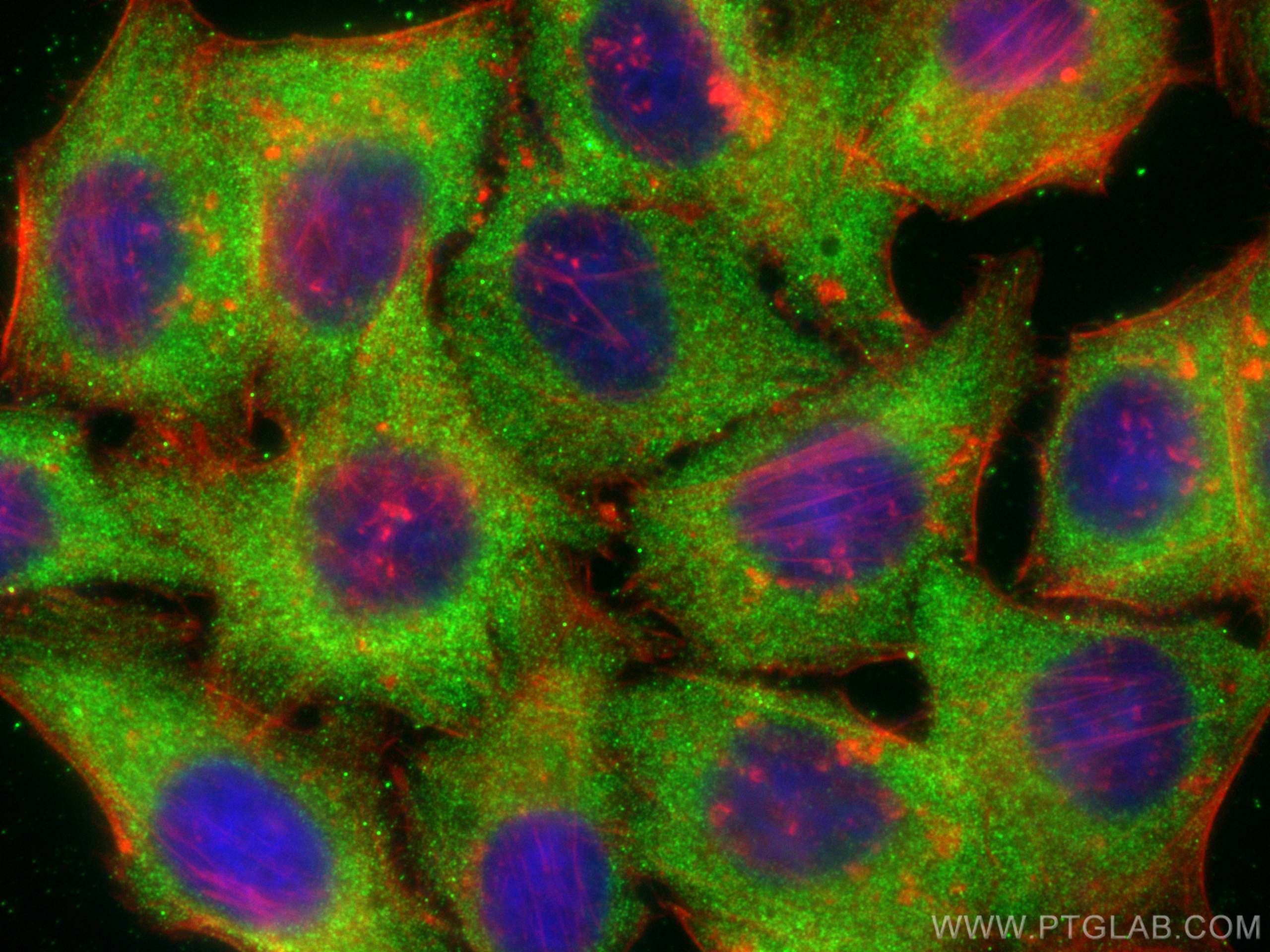 Immunofluorescence (IF) / fluorescent staining of HepG2 cells using ASCC2 Polyclonal antibody (11529-1-AP)