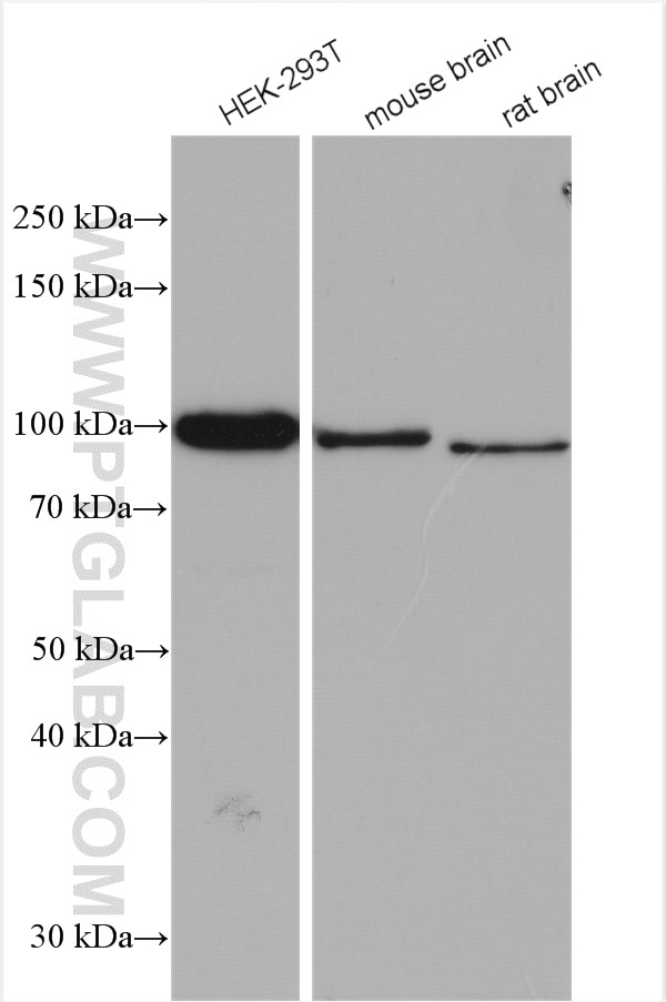 Western Blot (WB) analysis of various lysates using ASCC2 Polyclonal antibody (11529-1-AP)