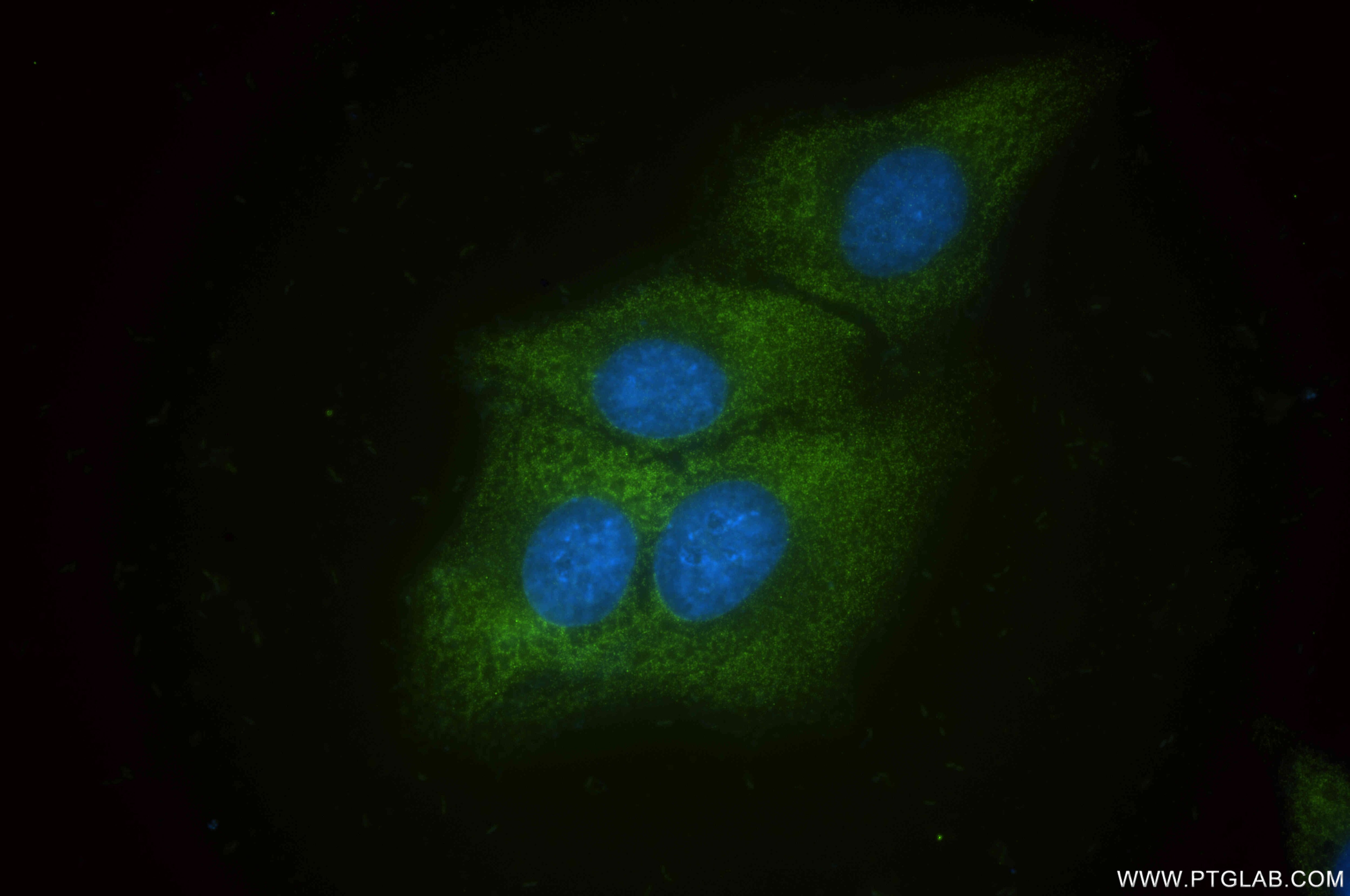 Immunofluorescence (IF) / fluorescent staining of HepG2 cells using ASCC2 Recombinant antibody (86086-1-RR)