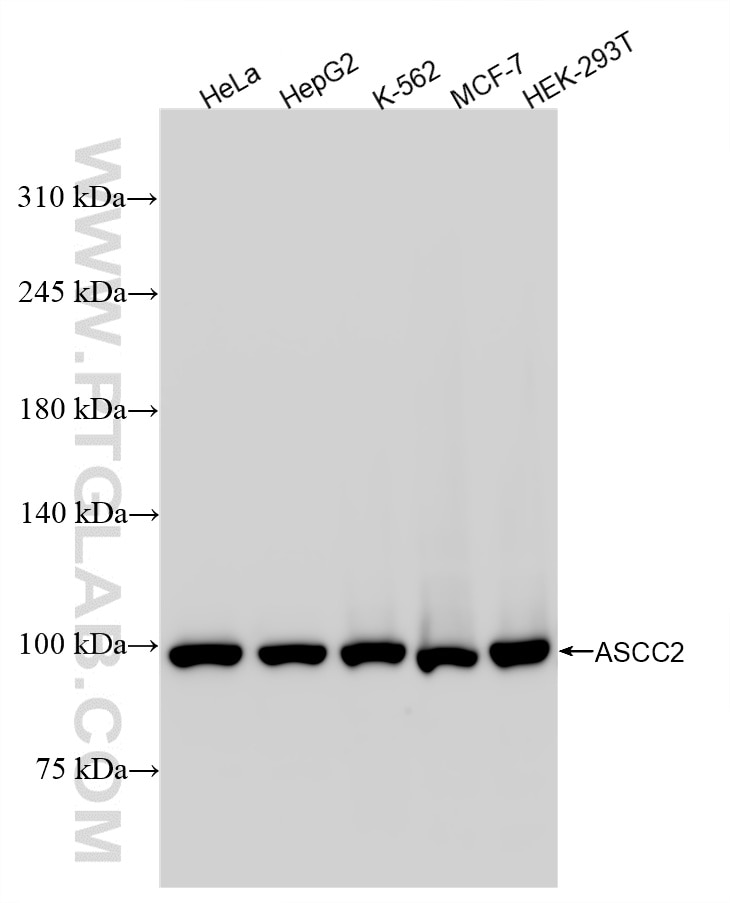 Western Blot (WB) analysis of various lysates using ASCC2 Recombinant antibody (86086-1-RR)
