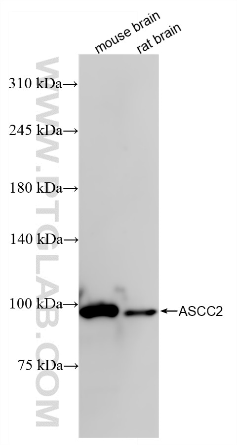 ASCC2