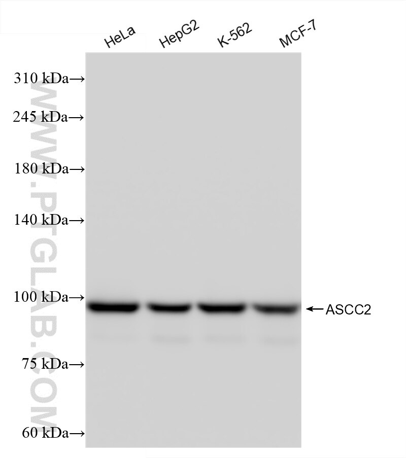 Western Blot (WB) analysis of various lysates using ASCC2 Recombinant antibody (86086-2-RR)
