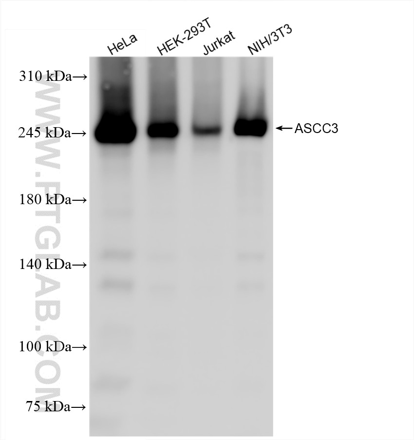 Western Blot (WB) analysis of various lysates using ASCC3 Recombinant antibody (85130-2-RR)