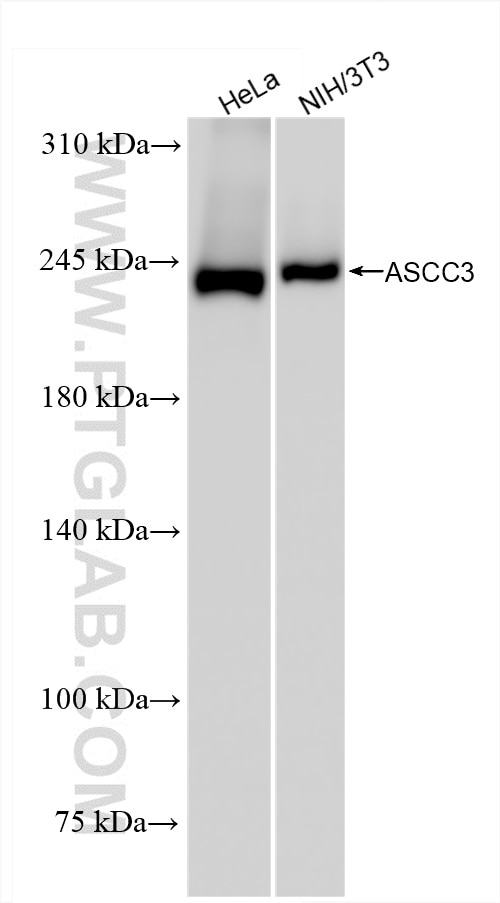Western Blot (WB) analysis of various lysates using ASCC3 Recombinant antibody (85130-5-RR)
