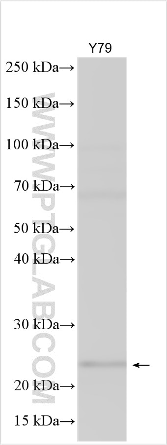 Western Blot (WB) analysis of various lysates using ASCL1 Polyclonal antibody (23751-1-AP)