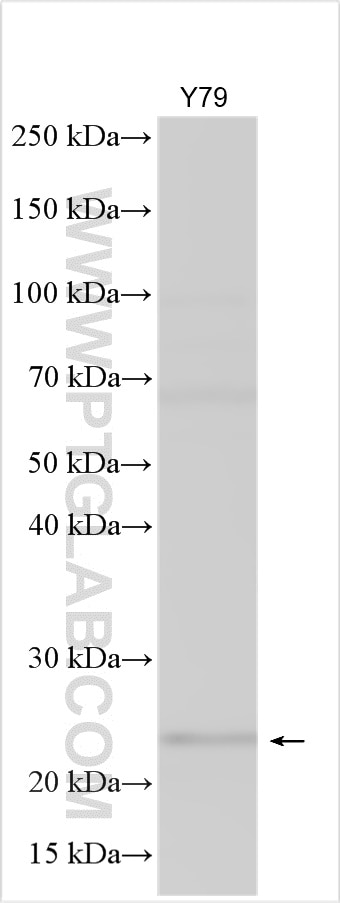 WB analysis using 23751-1-AP