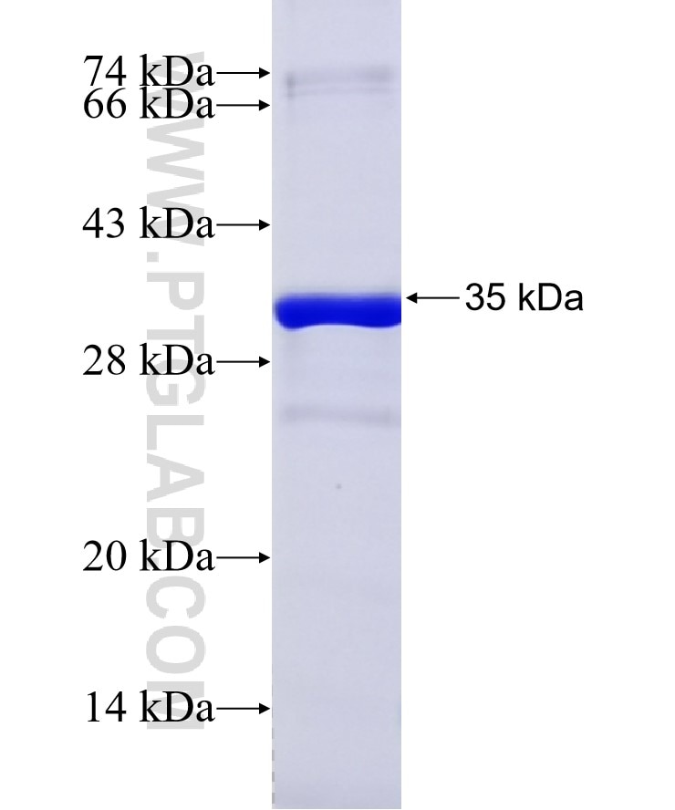ASCL1 fusion protein Ag26337 SDS-PAGE