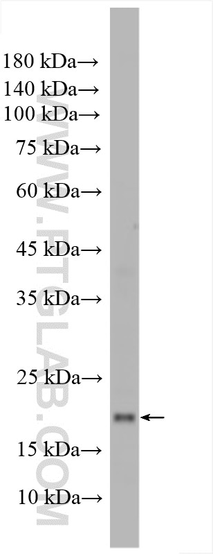 Western Blot (WB) analysis of Caco-2 cells using ASCL2 Polyclonal antibody (21368-1-AP)