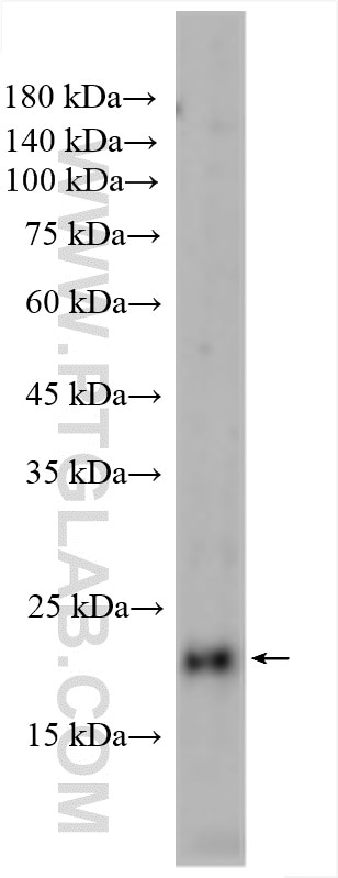 Western Blot (WB) analysis of MKN-45 cells using ASCL2 Polyclonal antibody (21368-1-AP)