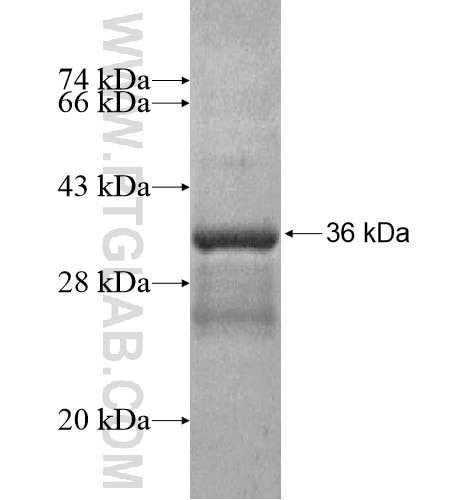 ASCL2 fusion protein Ag15839 SDS-PAGE