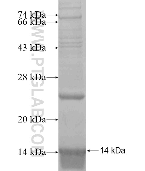 ASCL4 fusion protein Ag19133 SDS-PAGE
