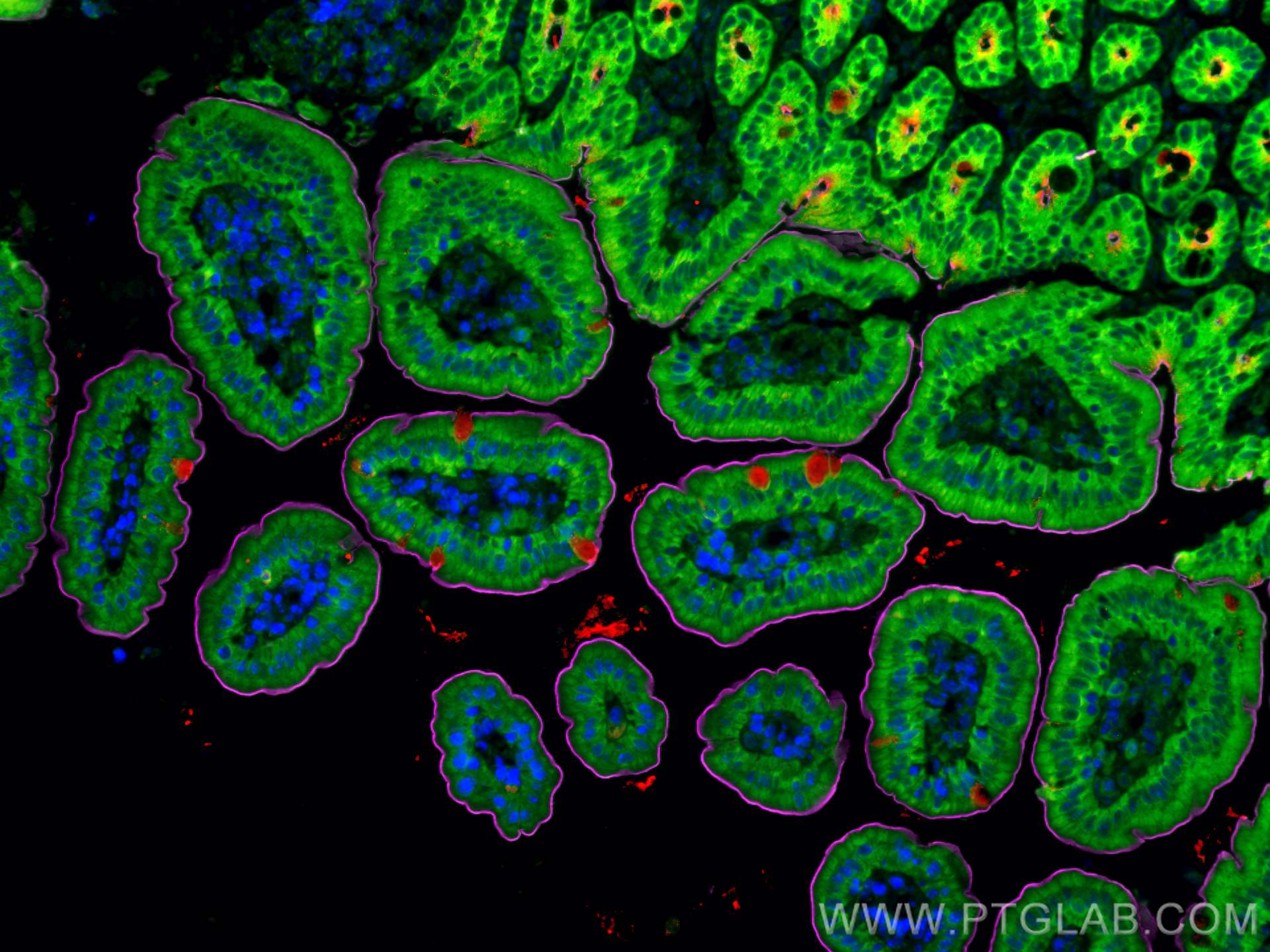 Immunofluorescence (IF) / fluorescent staining of mouse small intestine tissue using CoraLite® Plus 488-conjugated ASCT2 Polyclonal ant (CL488-20350)