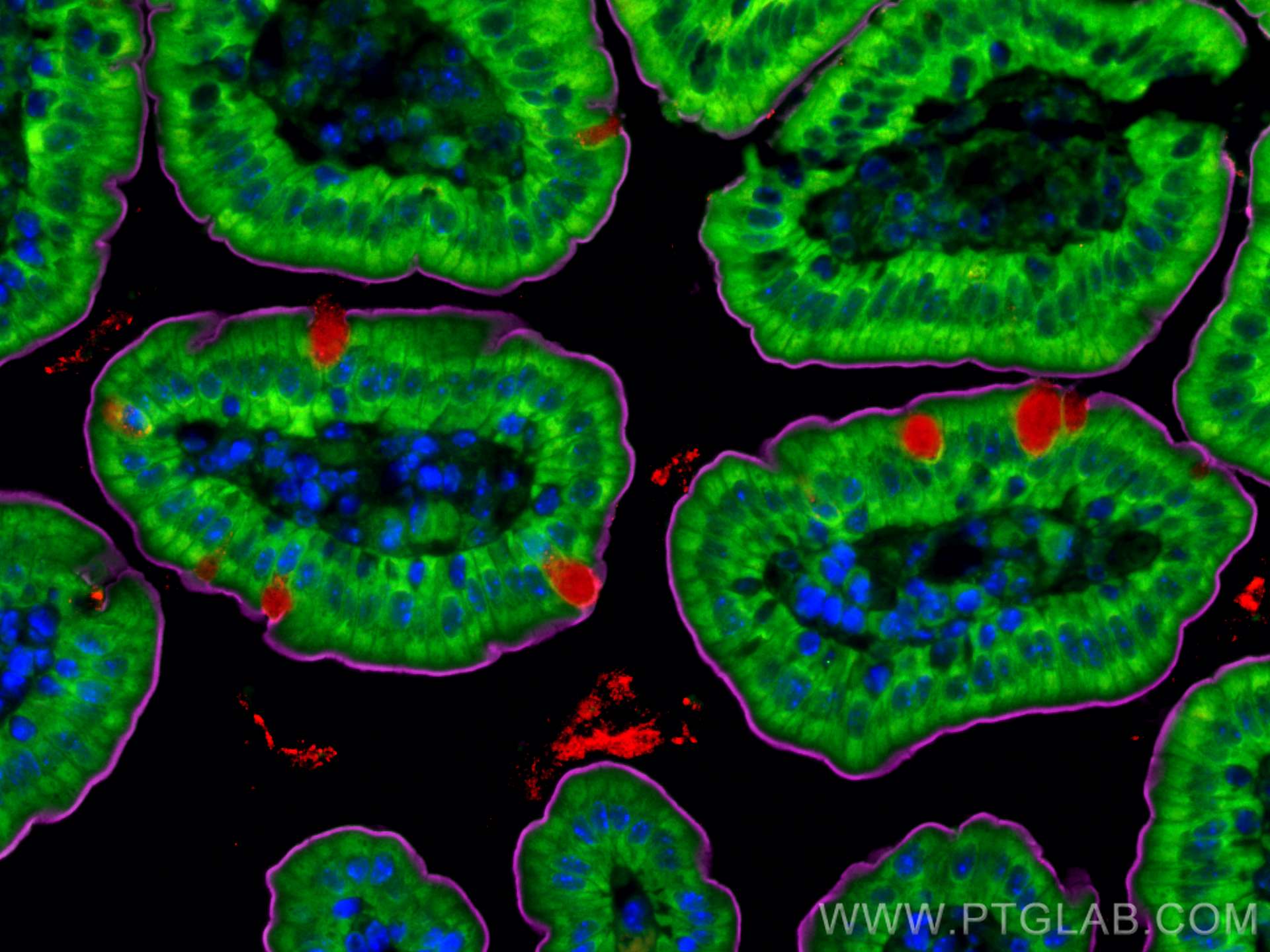 IF Staining of mouse small intestine using CL488-20350