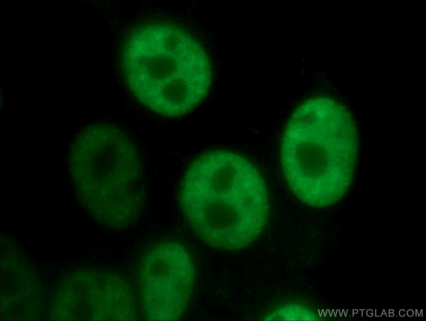 Immunofluorescence (IF) / fluorescent staining of HepG2 cells using ASF/SF2 Monoclonal antibody (66671-1-Ig)