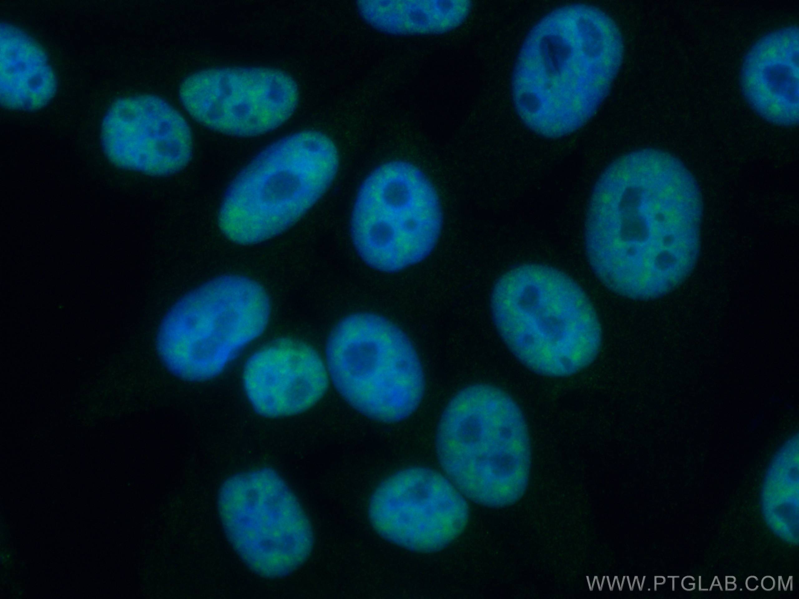Immunofluorescence (IF) / fluorescent staining of HepG2 cells using ASF/SF2 Monoclonal antibody (66671-1-Ig)
