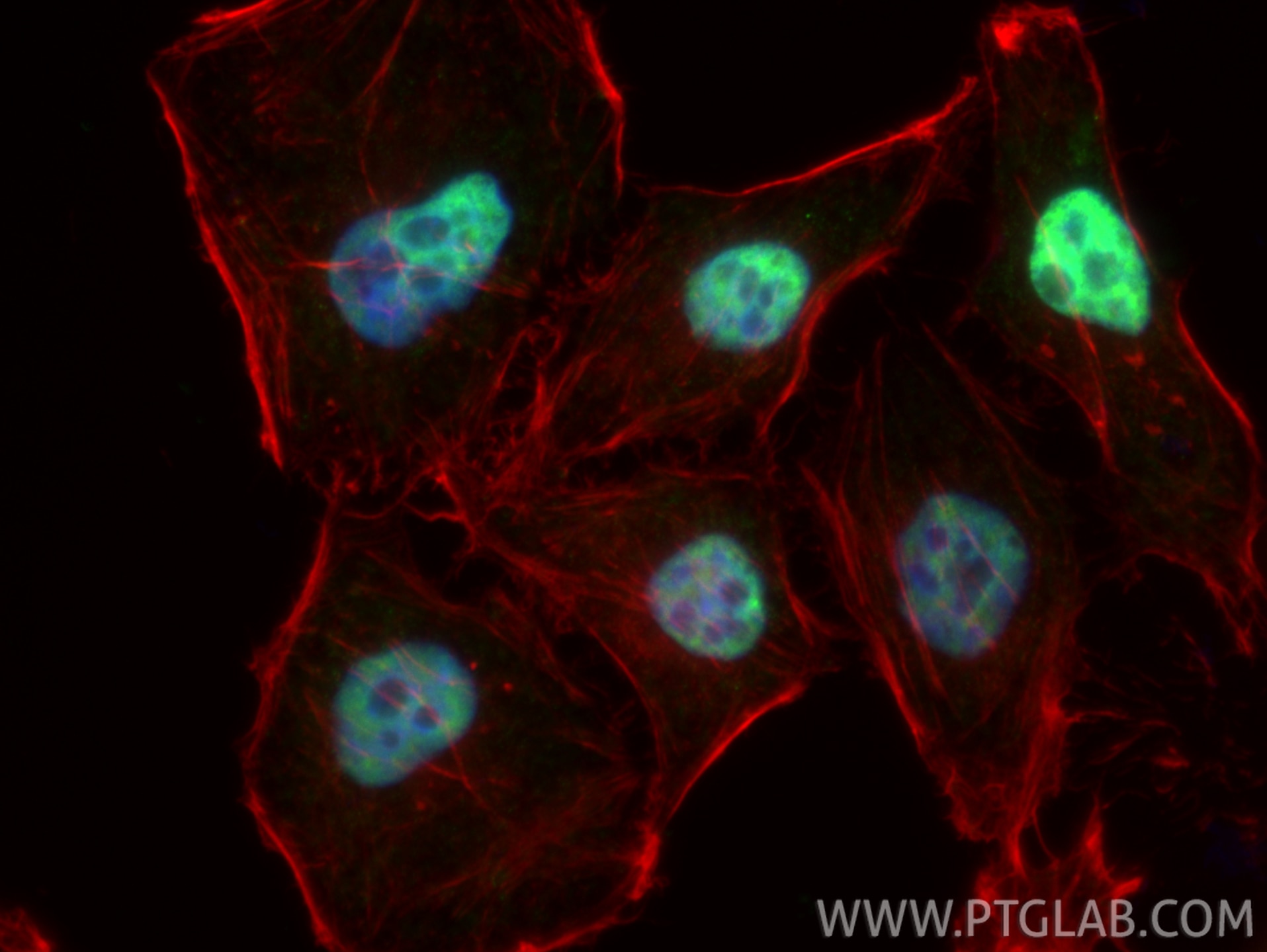 Immunofluorescence (IF) / fluorescent staining of HepG2 cells using ASF/SF2 Monoclonal antibody (66671-1-Ig)