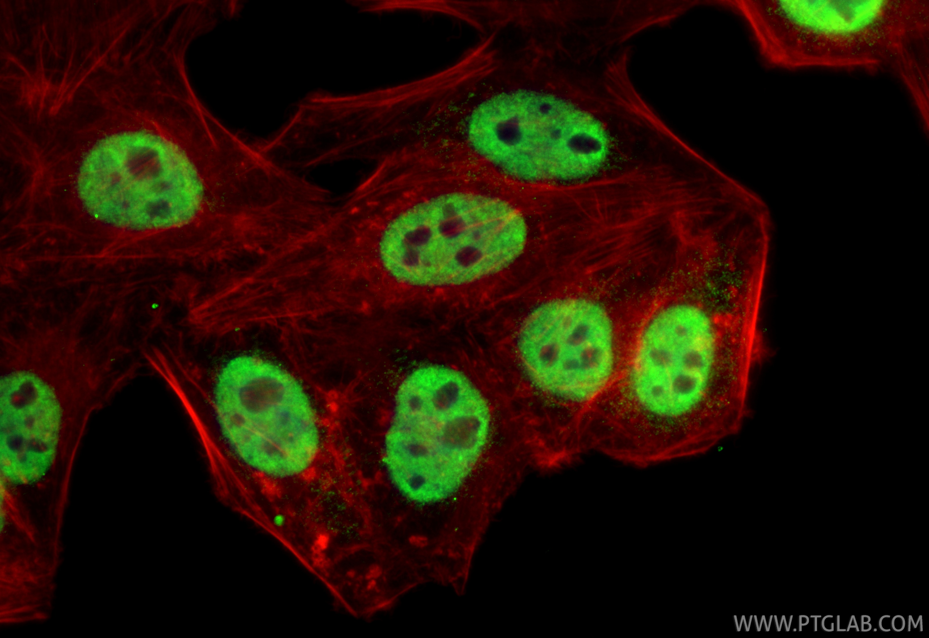 Immunofluorescence (IF) / fluorescent staining of HepG2 cells using ASF/SF2 Monoclonal antibody (66671-1-Ig)