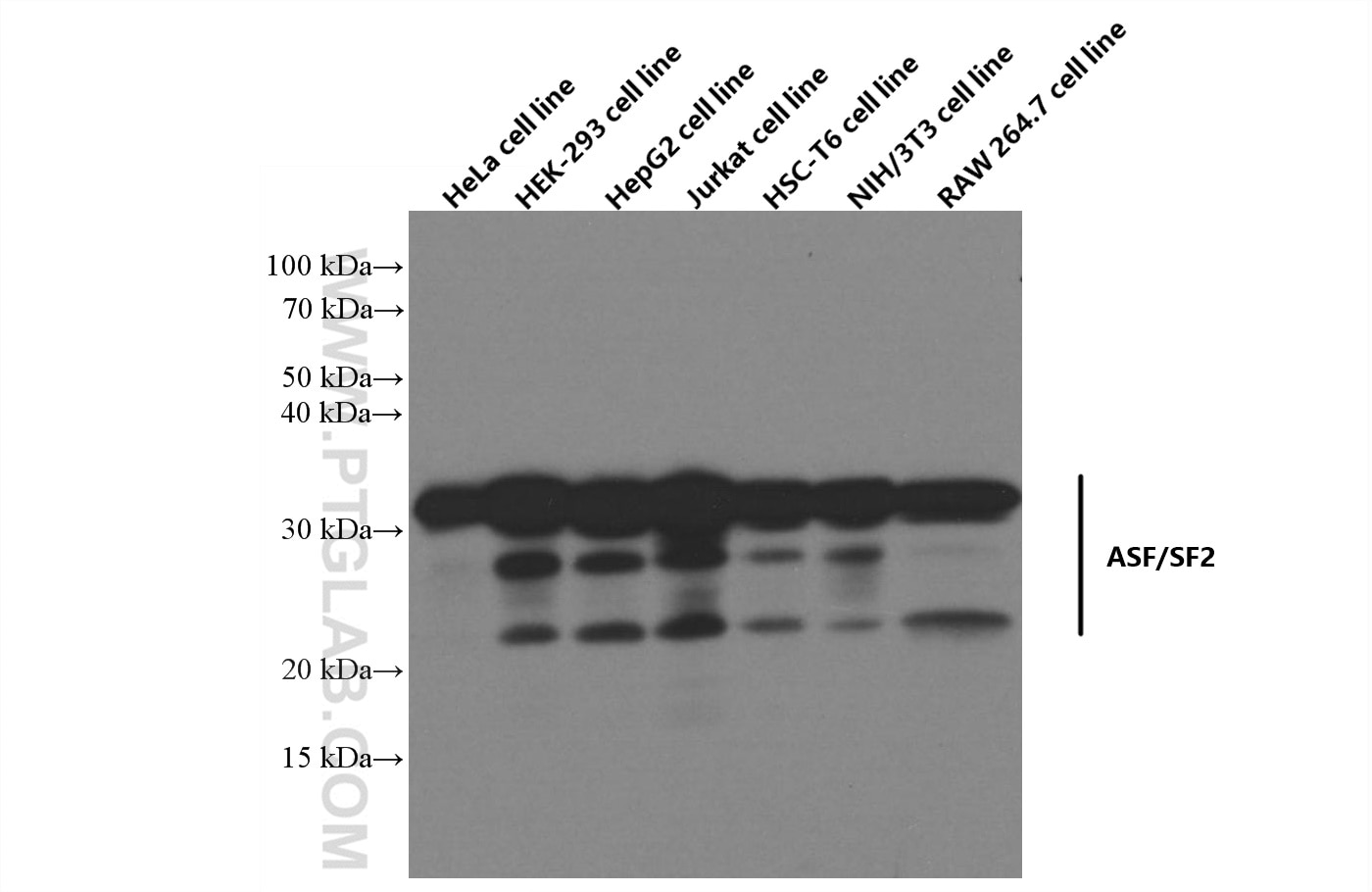 Western Blot (WB) analysis of various lysates using ASF/SF2 Monoclonal antibody (66671-1-Ig)