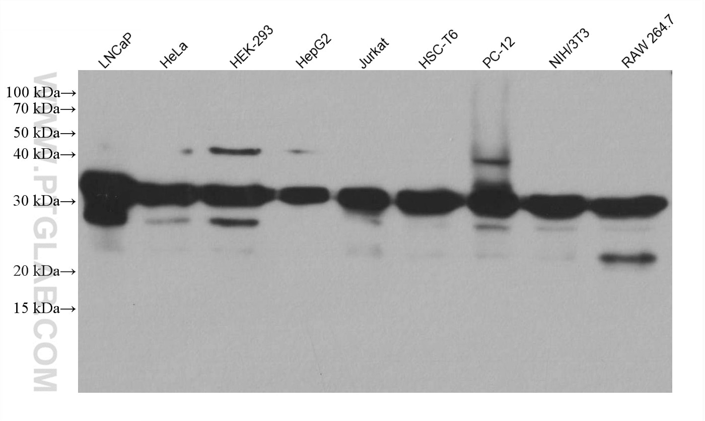 Western Blot (WB) analysis of various lysates using ASF/SF2 Monoclonal antibody (66671-1-Ig)