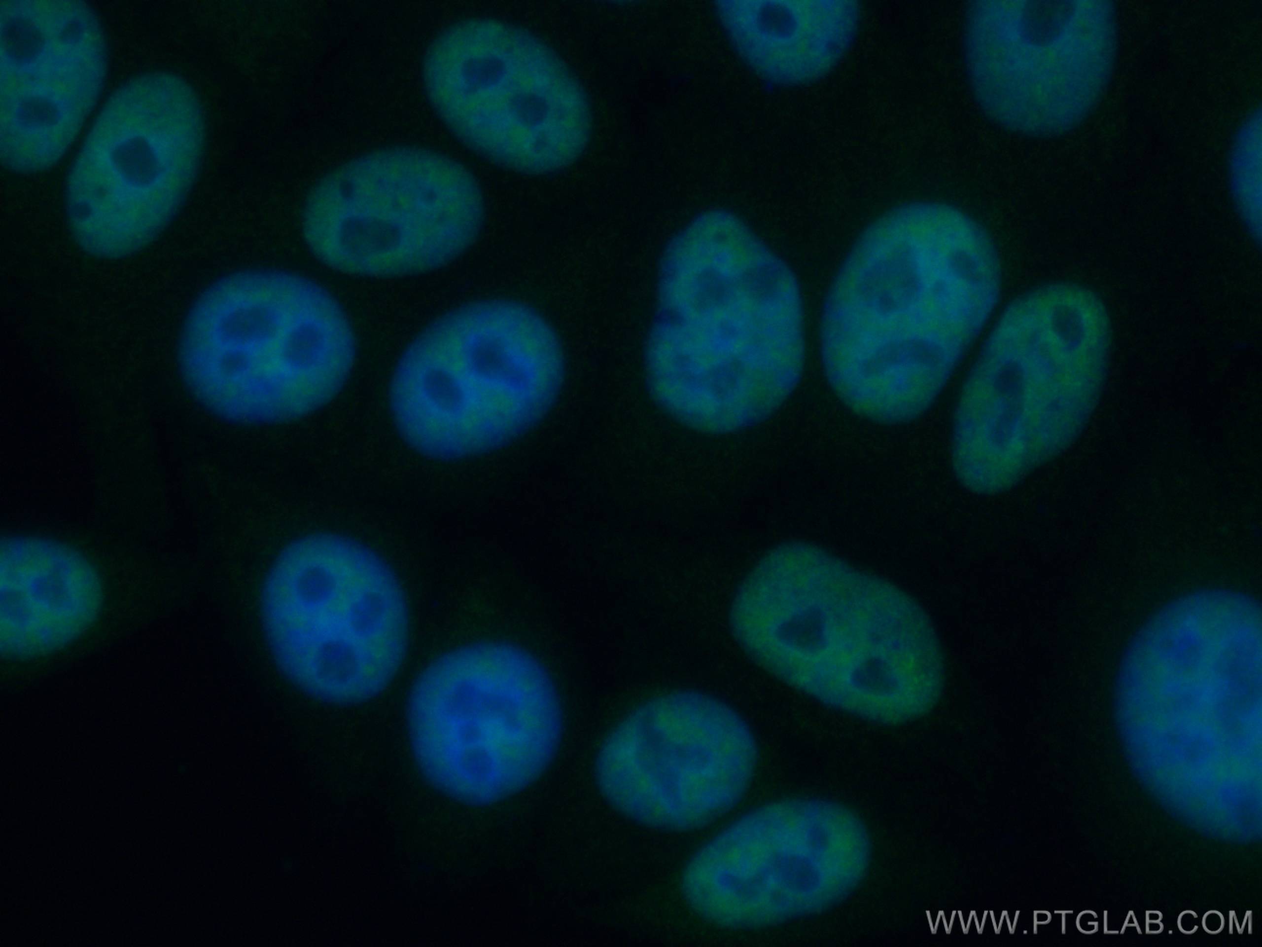 Immunofluorescence (IF) / fluorescent staining of HepG2 cells using CoraLite® Plus 488-conjugated ASF/SF2 Monoclonal a (CL488-66671)