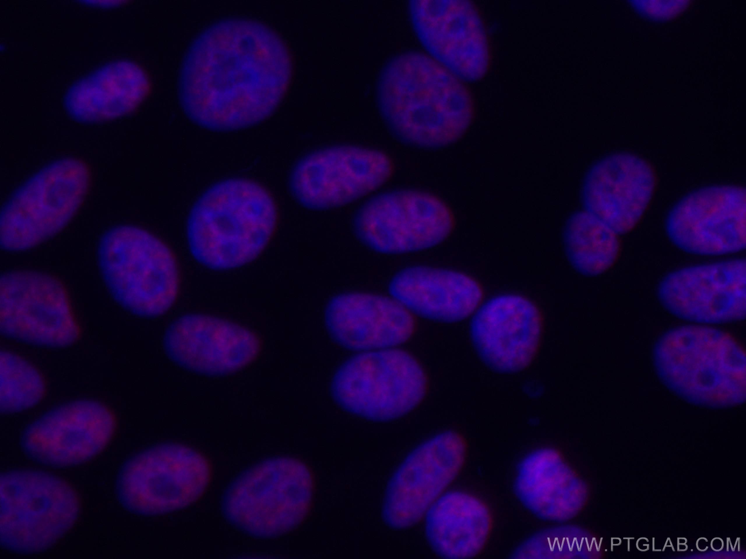 Immunofluorescence (IF) / fluorescent staining of HepG2 cells using CoraLite®594-conjugated ASF/SF2 Monoclonal antibod (CL594-66671)
