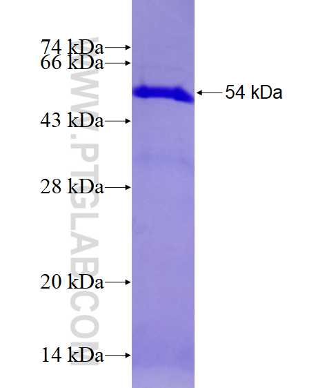 ASF/SF2 fusion protein Ag3626 SDS-PAGE