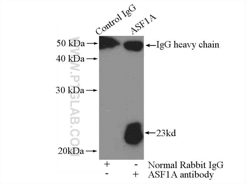 Immunoprecipitation (IP) experiment of HEK-293 cells using ASF1A Polyclonal antibody (10784-1-AP)