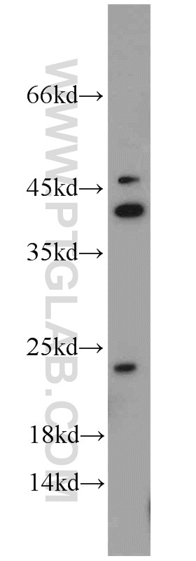 Western Blot (WB) analysis of HeLa cells using ASF1A Polyclonal antibody (10784-1-AP)