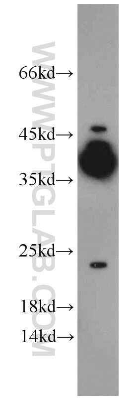 Western Blot (WB) analysis of HEK-293 cells using ASF1A Polyclonal antibody (10784-1-AP)