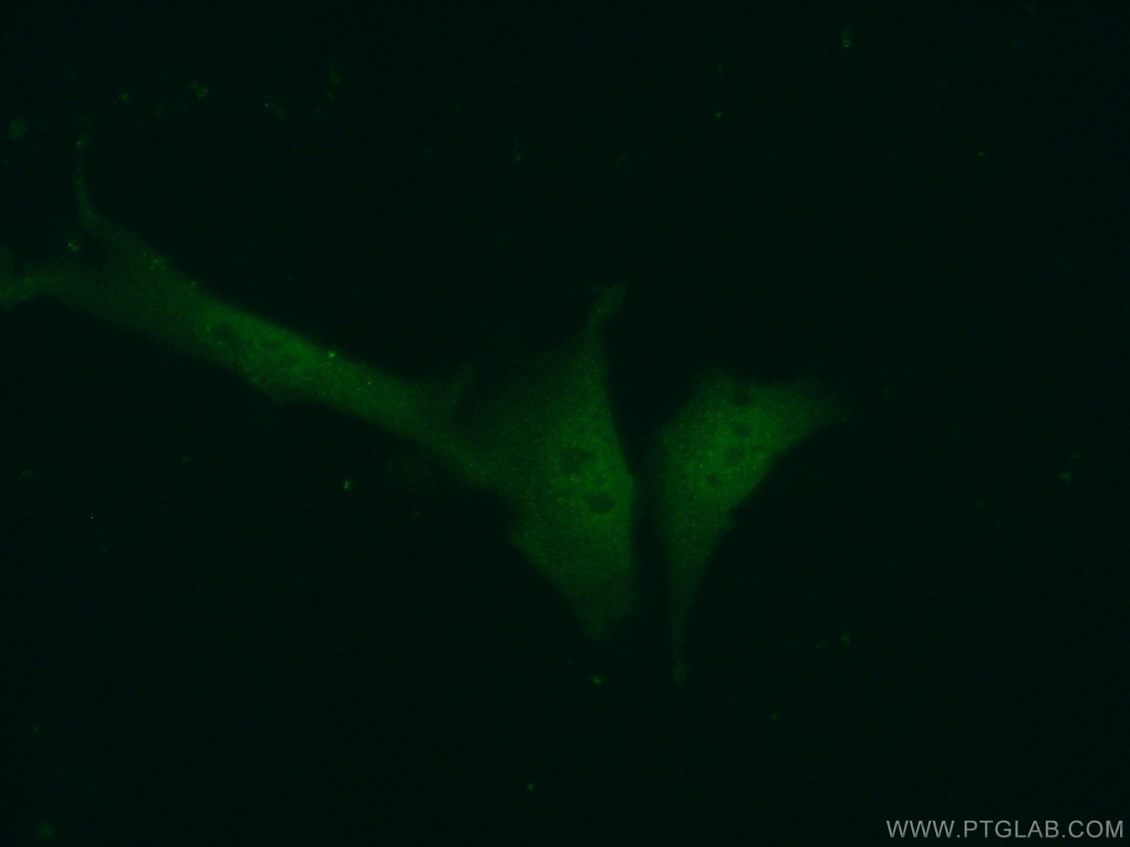 Immunofluorescence (IF) / fluorescent staining of NIH/3T3 cells using ASF1A-specific Polyclonal antibody (22259-1-AP)