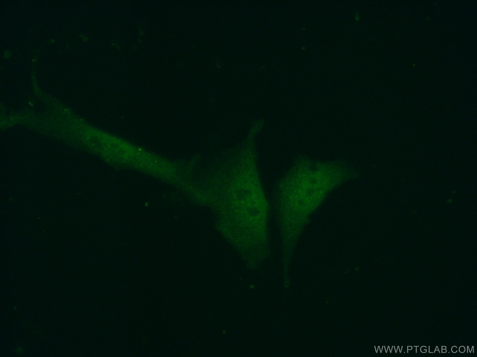 IF Staining of NIH/3T3 using 22259-1-AP